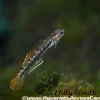 Rainbow Goby (Stiphodon ornatus) for Sale Canada | Rare Freshwater Goby