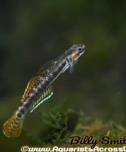 Rainbow Goby (Stiphodon ornatus) for Sale Canada | Rare Freshwater Goby