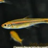 Rainbow Shiner (Notropis chrosomus) For Sale Canada | Colorful Schooling Fish