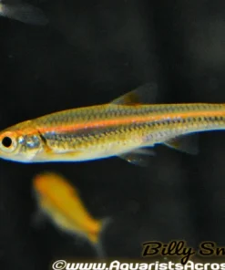 Rainbow Shiner (Notropis chrosomus) For Sale Canada | Colorful Schooling Fish