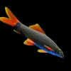 Rainbow Shark (Epalzeorhynchos frenatum) for Sale Canada | Red Fin Shark Fish