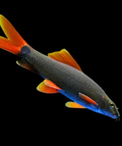 Rainbow Shark (Epalzeorhynchos frenatum) for Sale Canada | Red Fin Shark Fish