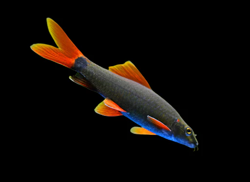 Rainbow Shark (Epalzeorhynchos frenatum) for Sale Canada | Red Fin Shark Fish