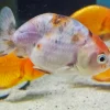 Assorted Ranchu Goldfish (Carassius auratus) 2" for Sale Canada | Premium Fancy Goldfish