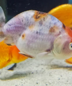 Assorted Ranchu Goldfish (Carassius auratus) 2" for Sale Canada | Premium Fancy Goldfish