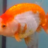 A Grade Calico Ranchu Goldfish (Carassius auratus) 4" for Sale Canada | Premium Fancy Goldfish