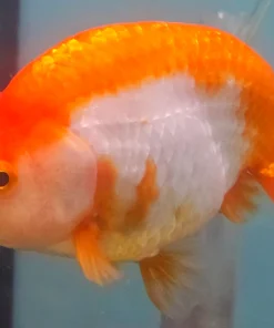A Grade Calico Ranchu Goldfish (Carassius auratus) 4" for Sale Canada | Premium Fancy Goldfish