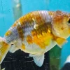 Ranchu Goldfish B Grade (Carassius auratus) 3.5–4.5" for Sale Canada | Premium Fancy Goldfish