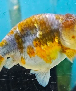 Ranchu Goldfish B Grade (Carassius auratus) 3.5–4.5" for Sale Canada | Premium Fancy Goldfish