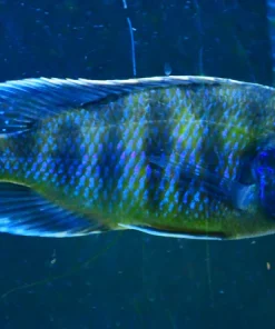RECESSIVE OB VENUSTUS (Nimbochromis Venustus .sp) *House bred*