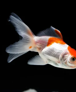 Red and White Oranda Goldfish (Carassius auratus) 2.5" for Sale Canada | Premium Fancy Goldfish