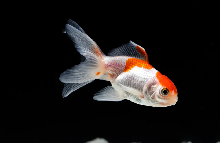 Red and White Oranda Goldfish (Carassius auratus) 2.5" for Sale Canada | Premium Fancy Goldfish