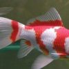 Red and White Shubunkin Goldfish (Carassius auratus) 4–4.5" for Sale Canada | Premium Pond