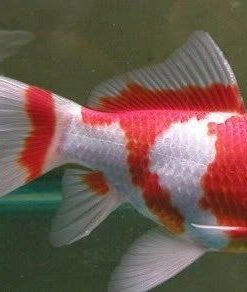 Red and White Shubunkin Goldfish (Carassius auratus) 4–4.5" for Sale Canada | Premium Pond