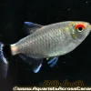 Red Eye Tetra (Moenkhausia sanctaefilomenae) for Sale Canada | Buy Red Eye Tetra