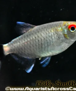 Red Eye Tetra (Moenkhausia sanctaefilomenae) for Sale Canada | Buy Red Eye Tetra