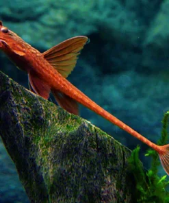 RED LIZARD WHIPTAIL CATFISH (Loricaria simillima .sp) 2"
