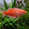 Red Neon Blue Eyed Rainbow (Pseudomugil luminatus) for Sale Canada | Rare Nano Rainbowfish