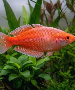 Red Neon Blue Eyed Rainbow (Pseudomugil luminatus) for Sale Canada | Rare Nano Rainbowfish