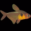 Red Phantom Tetra (Hyphessobrycon sweglesi) for Sale Canada | Buy Red Phantom Tetra