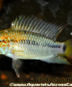 RED SHOULDER DWARF CICHLID (Apistogramma .sp Viejeta Red)