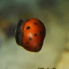 Red Spotted Nerite Snail (Neritina natalensis sp.) for Sale Canada | Algae Eater