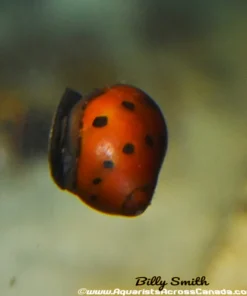 Red Spotted Nerite Snail (Neritina natalensis sp.) for Sale Canada | Algae Eater