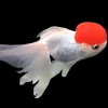 REDCAP JELLYHEAD ORANDA GOLDFISH (Carassius auratus)