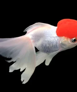 REDCAP JELLYHEAD ORANDA GOLDFISH (Carassius auratus)