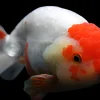 Red and White Lionhead Goldfish (Carassius auratus) 3.5–4.5" for Sale Canada | Premium Fancy Goldfish