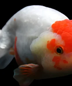 Red and White Lionhead Goldfish (Carassius auratus) 3.5–4.5" for Sale Canada | Premium Fancy Goldfish