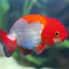 A Grade Red and White Ranchu Goldfish (Carassius auratus) 3.5–4" for Sale Canada | Premium Fancy Goldfish