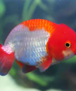 A Grade Red and White Ranchu Goldfish (Carassius auratus) 3.5–4" for Sale Canada | Premium Fancy Goldfish