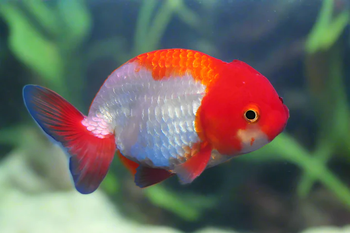A Grade Red and White Ranchu Goldfish (Carassius auratus) 3.5–4" for Sale Canada | Premium Fancy Goldfish
