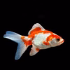 Red and White Broad Tail Ryukin Goldfish (Carassius auratus) 3" for Sale Canada | Premium Fancy Goldfish