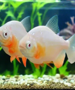 LARGE PREDATORS