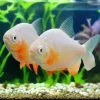 Albino Red Belly Pacu (Piaractus brachypomus) for Sale Canada | Rare Albino Pacu Fish