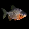 Red Belly Pacu for Sale in Canada | Buy Piaractus brachypomus