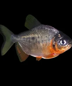 Red Belly Pacu (Piaractus brachypomus) for Sale Canada | Giant South American Aquarium Fish