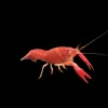 Red Crayfish (Procambarus clarkii) for Sale Canada | Freshwater Crayfish
