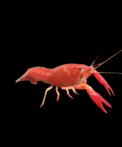 Red Crayfish (Procambarus clarkii) for Sale Canada | Freshwater Crayfish