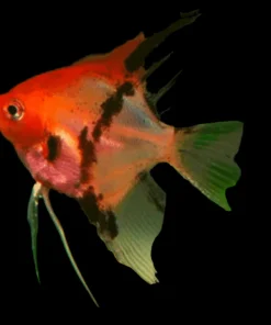 RED DEVIL ANGELFISH (Pterophyllum "scalare")