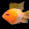 Red Golden Balloon Ram German Strain (Mikrogeophagus ramirezi) for Sale Canada