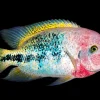 Red Headed Cichlid (Vieja synspilum) for Sale in Canada