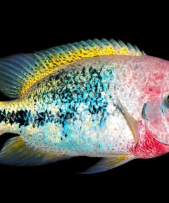 Red Headed Cichlid (Vieja synspilum) for Sale in Canada