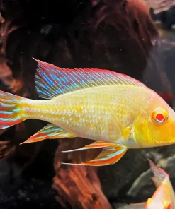 Red Head Tapajos Albino for Sale in Canada | Very Rare