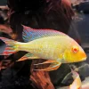 Albino Red Head Tapajos Geophagus Canada | Buy Rare Earth Eater Cichlid Online