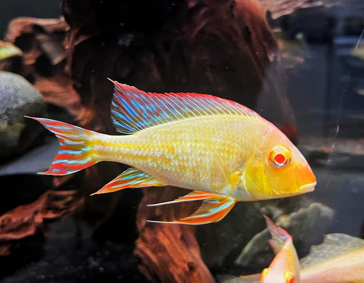 Albino Red Head Tapajos Geophagus Canada | Buy Rare Earth Eater Cichlid Online