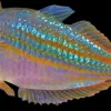 Red Lazer Rainbow (Melanotaenia rubrivittata) for Sale Canada | Premium Rainbowfish