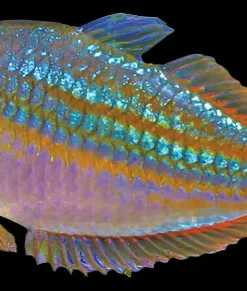 Red Lazer Rainbow (Melanotaenia rubrivittata) for Sale Canada | Premium Rainbowfish